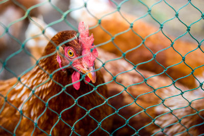 Poule enfermée: erreur à éviter