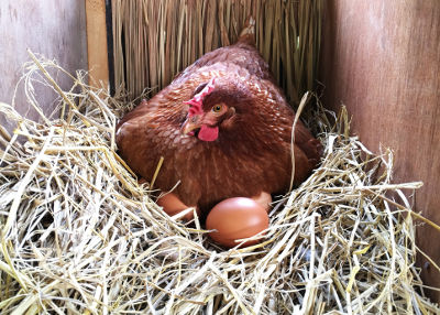 Poules pondeuses qui couvent des oeufs