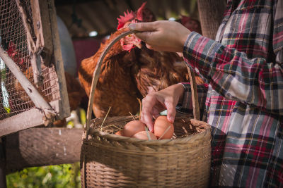 Personne qui ramasse des œufs de poules