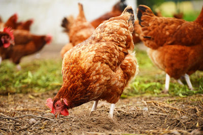 Poules qui mangent de la terre de diatomée comme vermifuge naturel