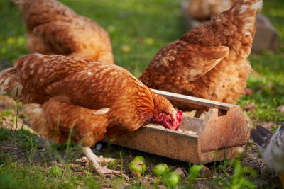 Mangeoire pour poules accessible aux nuisibles