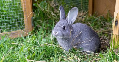 Les astuces pour offrir à votre lapin un clapier confortable