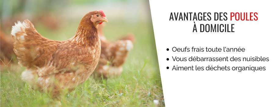 Avantages des poules à domicile