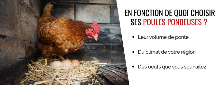 Comment choisir vos poules pondeuses ?