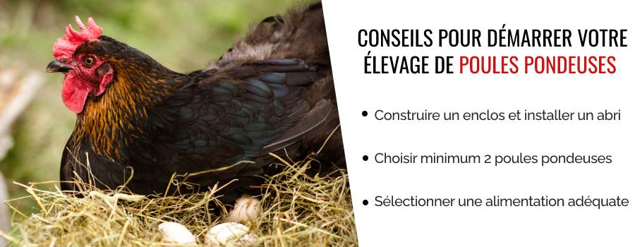 Conseils pour démarrer votre élevage de poules pondeuses