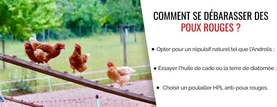 Poules au poulailler