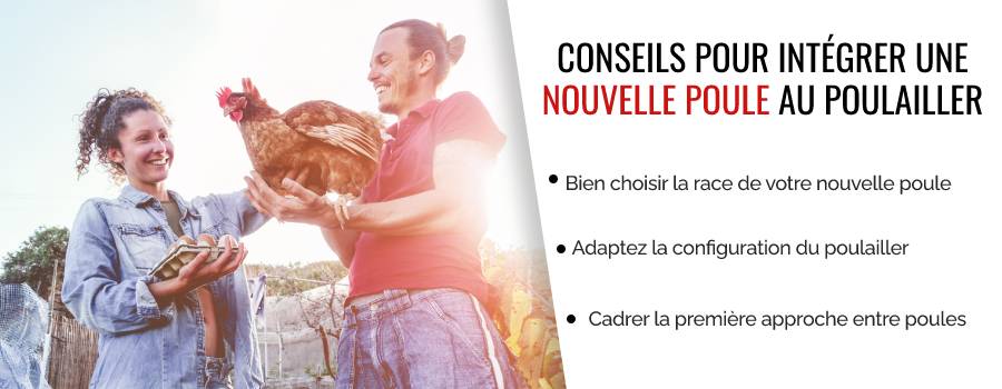 Intégrer une nouvelle poule au potager