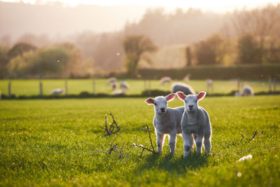 Accueillir un agneau dans votre ferme à la maison