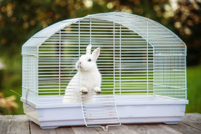 Animaux de compagnie, un lapin dans votre jardin