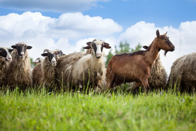 Accueillir des  chèvres et des moutons en France et en Belgique