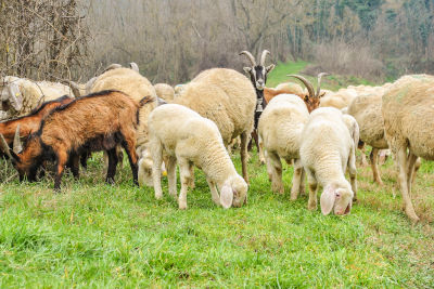 Cohabitation chèvres et moutons