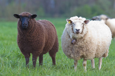 Races de moutons