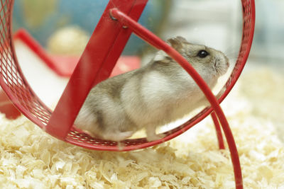 Accessoires pour hamster