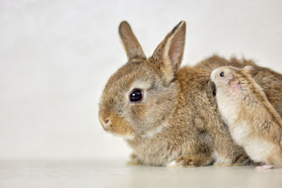 Lapin et hamster : rongeurs domestiques