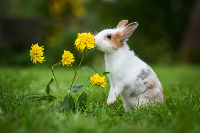 La famille Lapin Bélier