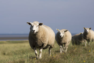 Réussir élever des moutons à la maison