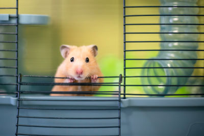 Race hamster