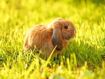 Découvrez comment accueillir votre lapin bélier avec Le Roi de la Poule