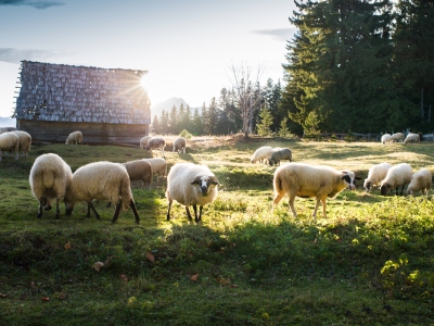 Découvrez de quel matériel professionnel vous aurez besoin pour l'élevage de vos moutons avec le Roi de la Poule