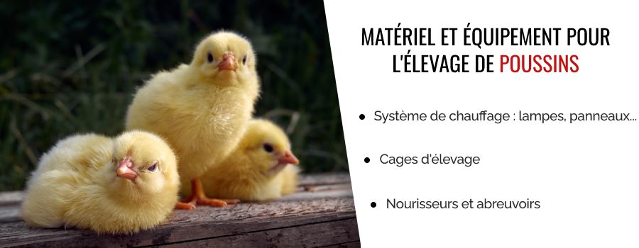 Matériel d'élevage pour poussins