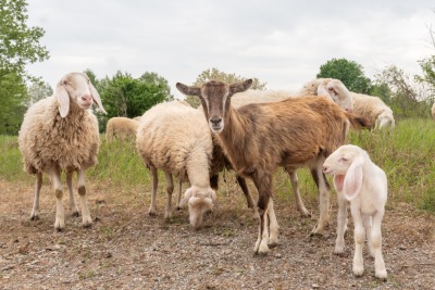 Chèvres et brebis dans un pré