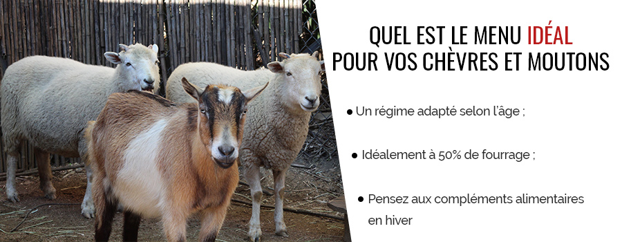 Découvrez les aliments adaptés à vos chèvres et moutons