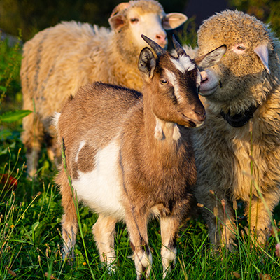 Chèvres et moutons domestiques