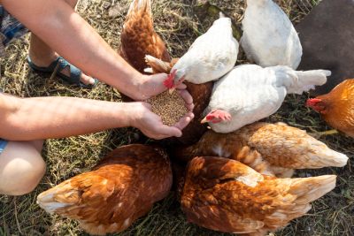 Graines pour poules en bonne santé