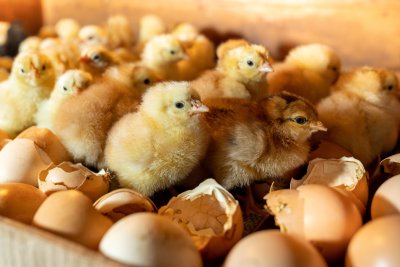 La période d'incubation d'un oeuf de poule est de 21 jours