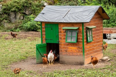 Un portier automatique pour poulailler vous facilite la vie et protège vos poules des prédateurs