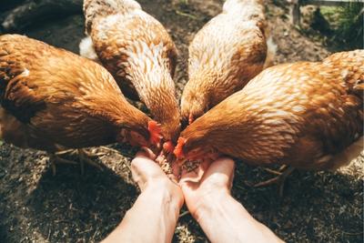 Les aliments à éviter absolument pour vos poules