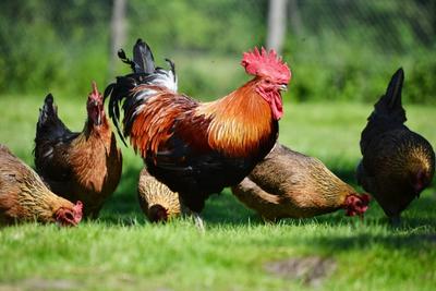 Photo d'un coq se baladant dans un poulailler avec des poules.