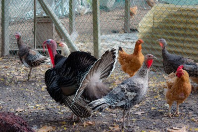 Le Roi de la Poule vous explique avec quels animaux peuvent cohabiter les poules