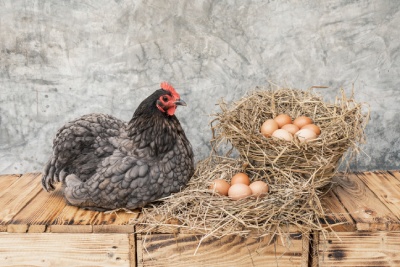 Le Roi de la Poule vous explique quelle race de poules pondeuses choisir