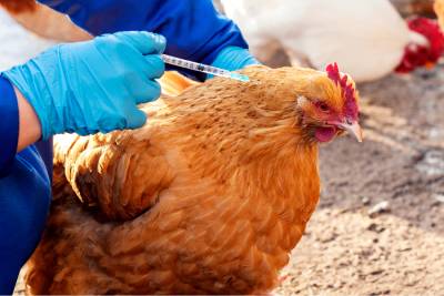 Attention, les poules aussi ont besoin d'être vaccinées et vermifugées