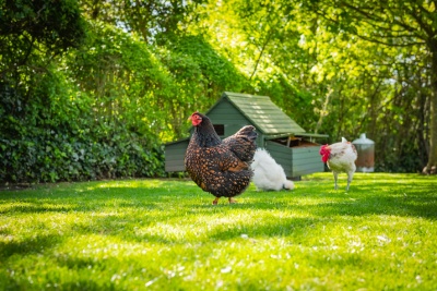 Le Roi de la Poule répond à toutes vos questions avant d'installer un poulailler dans votre jardin