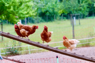 Le Roi de la Poule vous conseille pour réagir en cas de picage chez vos poules