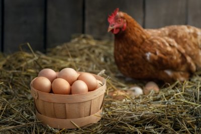 Quel matériel prévoir pour adopter des poules ?