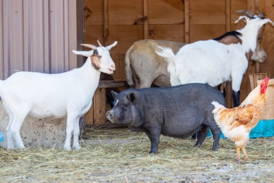 Clôture pour animaux de la ferme