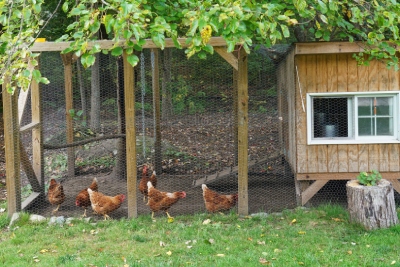 Equipements pour poulailler chez le Roi de la Poule