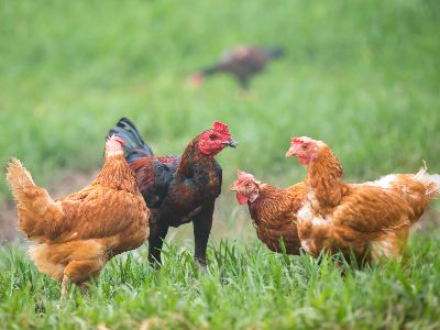 Plusieurs races de poules dans un enclos