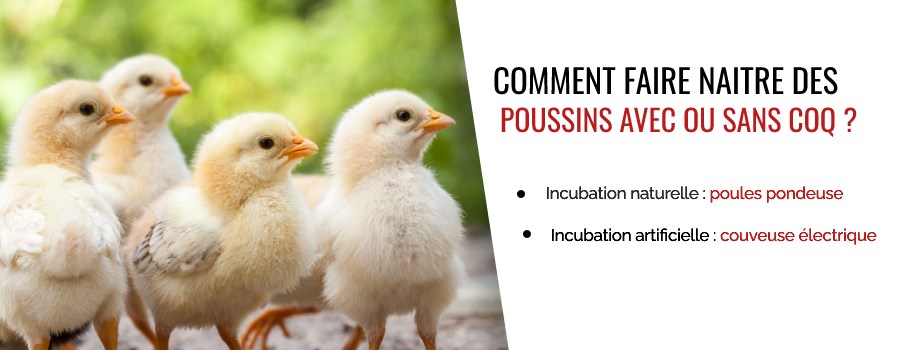 Poules mangeant dans les mains de leur propriétaire.