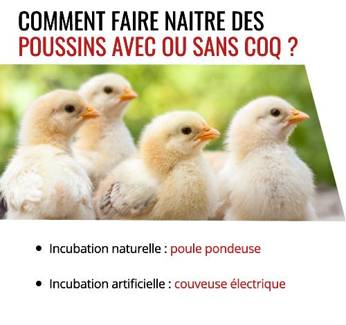 Propriétaire de poules en train de les nourrir de graines.