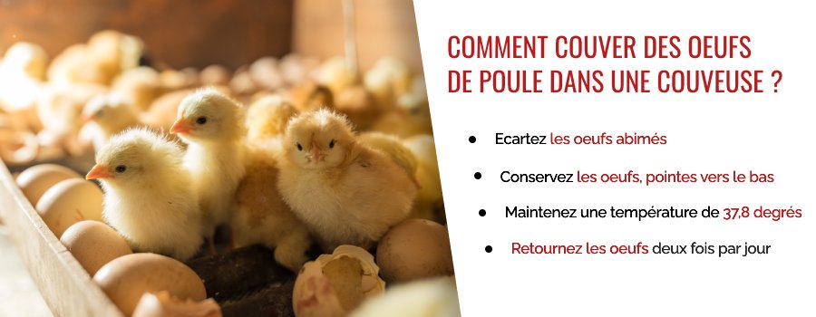 Conseils pour couver des oeufs avec une couveuse