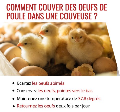 Conseils pour couver des oeufs avec une couveuse