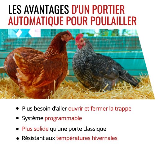 Découvrez les avantages d'un portier automatique pour poulailler