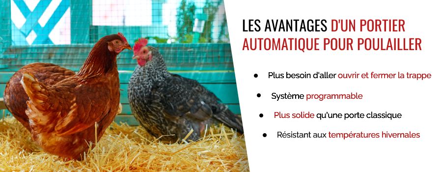 Découvrez les avantages d'un portier automatique pour poulailler