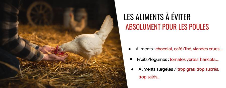 Les aliments à éviter pour la santé de vos poules