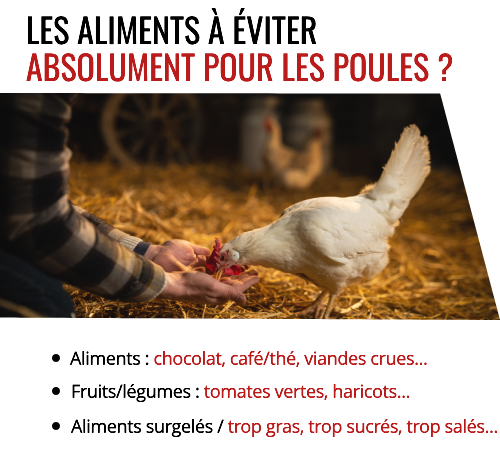 Les aliments qu'il ne faut pas donner à vos poules