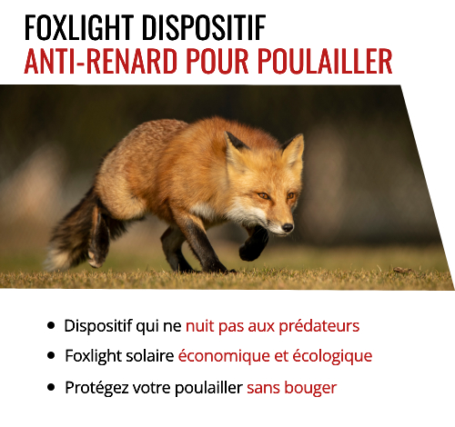 Foxlight, le dispositif anti-renard pour protéger votre poulailler